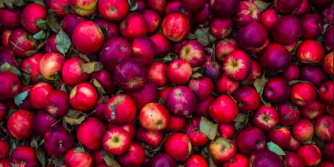 Decorative image of apples for Haydn's The Seasons