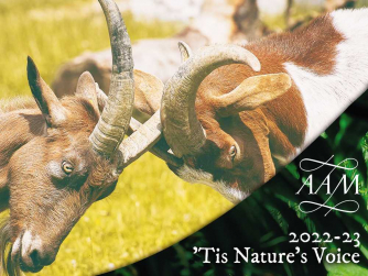 Academy of Ancient Music – Scherzi Musicali