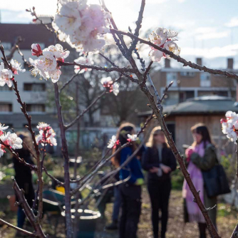 Women chatting in the garden with a blossom in the foreground