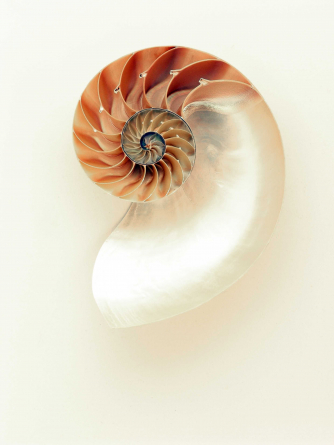 Spiral sea shell. Photo by pixabay