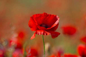 A red poppy