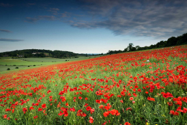 Field of red poppies